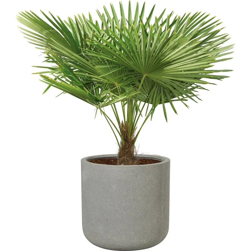 B-Ware Pflanztopf Leichtzement grau 41x41cm Blumentopf mit Bodenloch für Bewässerung