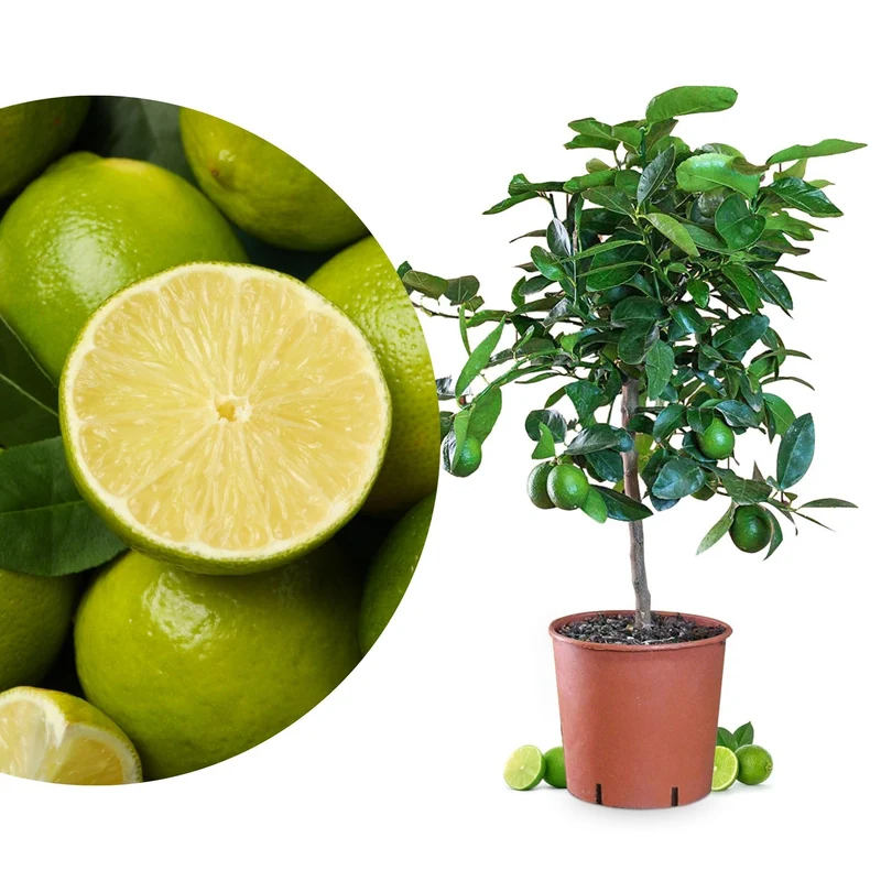 Meine Orangerie Limettenbaum Citrus latifolia – Persische Limette