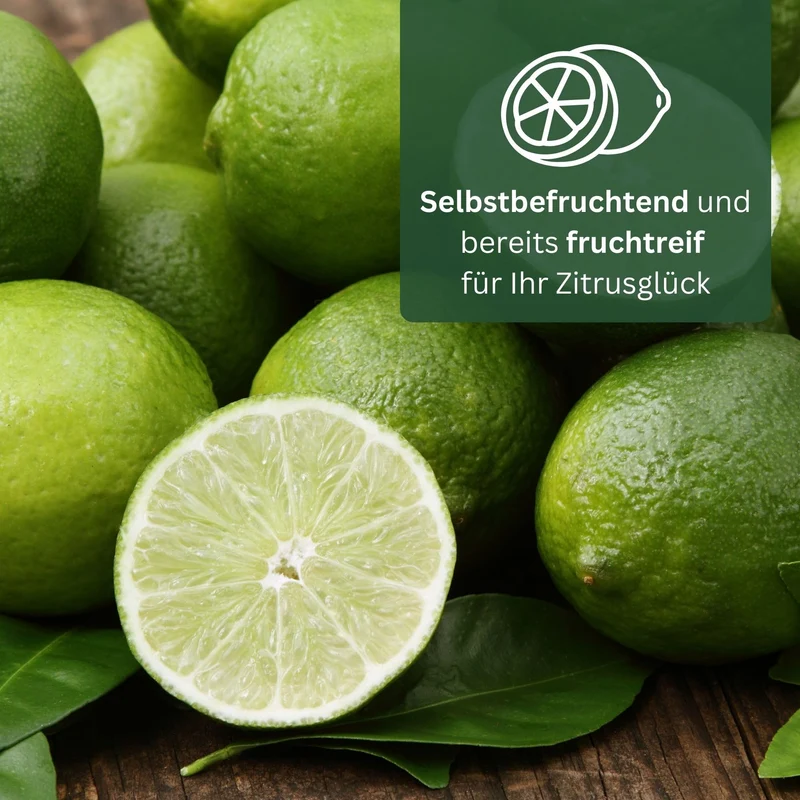 Meine Orangerie Limettenbaum Citrus latifolia – Persische Limette
