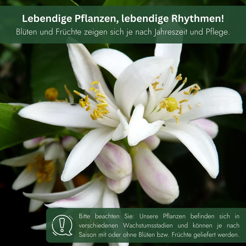 Meine Orangerie Limettenbaum Citrus latifolia – Persische Limette