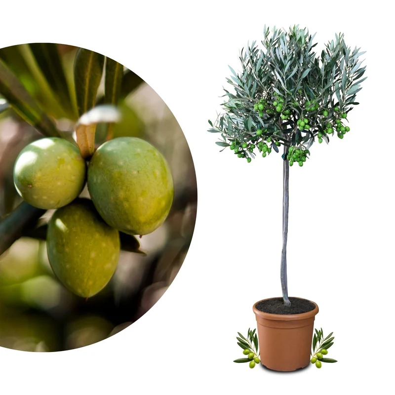 Meine Orangerie Olivenbaum Mezzo – Olea Europaea, Stämmchen