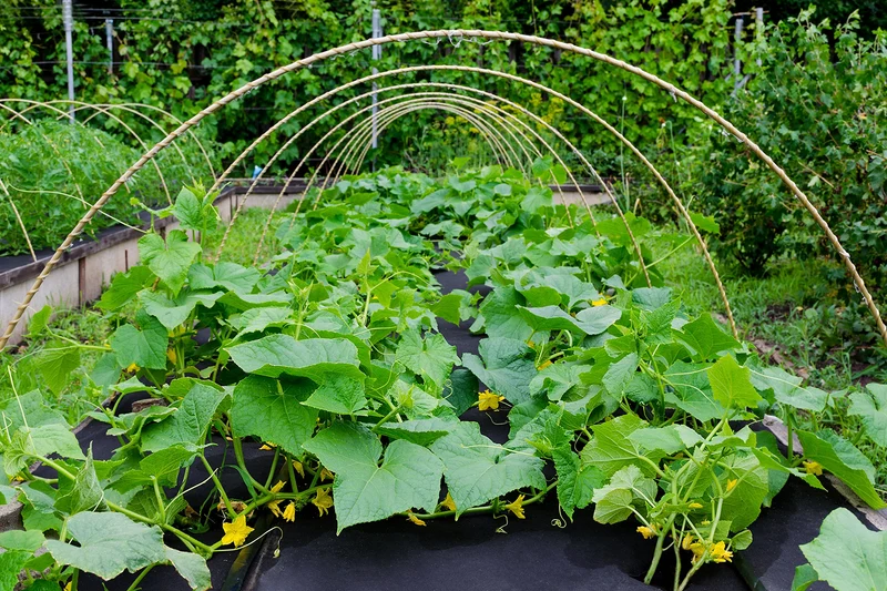 Aquagart Unkrautvlies schwarz 190g – 50m x 1m Gartenvlies